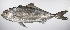  ( - LUZ-025)  @11 [ ] CreativeCommons  Attribution Non-Commercial (by-nc) (2017) Unspecified Smithsonian Institution National Museum of Natural History