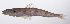  ( - LUZ-038)  @11 [ ] CreativeCommons  Attribution Non-Commercial (by-nc) (2017) Unspecified Smithsonian Institution National Museum of Natural History