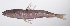  ( - LUZ-040)  @11 [ ] CreativeCommons  Attribution Non-Commercial (by-nc) (2017) Unspecified Smithsonian Institution National Museum of Natural History