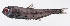  (Myctophum brachygnathum - LUZ-043)  @11 [ ] CreativeCommons  Attribution Non-Commercial (by-nc) (2017) Unspecified Smithsonian Institution National Museum of Natural History