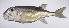  ( - LUZ-068)  @11 [ ] CreativeCommons  Attribution Non-Commercial (by-nc) (2017) Unspecified Smithsonian Institution National Museum of Natural History