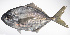  (Uraspis secunda - LUZ-073)  @11 [ ] CreativeCommons  Attribution Non-Commercial (by-nc) (2017) Unspecified Smithsonian Institution National Museum of Natural History