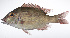  ( - LUZ-075)  @11 [ ] CreativeCommons  Attribution Non-Commercial (by-nc) (2017) Unspecified Smithsonian Institution National Museum of Natural History