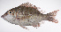  ( - LUZ-079)  @11 [ ] CreativeCommons  Attribution Non-Commercial (by-nc) (2017) Unspecified Smithsonian Institution National Museum of Natural History