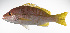  ( - LUZ-094)  @11 [ ] CreativeCommons  Attribution Non-Commercial (by-nc) (2017) Unspecified Smithsonian Institution National Museum of Natural History