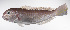  ( - LUZ-098)  @11 [ ] CreativeCommons  Attribution Non-Commercial (by-nc) (2017) Unspecified Smithsonian Institution National Museum of Natural History