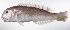  (Branchiostegus sawakinensis - LUZ-115)  @11 [ ] CreativeCommons  Attribution Non-Commercial (by-nc) (2017) Unspecified Smithsonian Institution National Museum of Natural History
