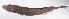  ( - LUZ-115)  @11 [ ] CreativeCommons  Attribution Non-Commercial (by-nc) (2017) Unspecified Smithsonian Institution National Museum of Natural History