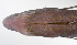  ( - LUZ-115)  @11 [ ] CreativeCommons  Attribution Non-Commercial (by-nc) (2017) Unspecified Smithsonian Institution National Museum of Natural History
