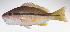  ( - LUZ-117)  @11 [ ] CreativeCommons  Attribution Non-Commercial (by-nc) (2017) Unspecified Smithsonian Institution National Museum of Natural History