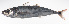 ( - LUZ-121)  @11 [ ] CreativeCommons  Attribution Non-Commercial (by-nc) (2017) Unspecified Smithsonian Institution National Museum of Natural History