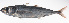  ( - LUZ-123)  @11 [ ] CreativeCommons  Attribution Non-Commercial (by-nc) (2017) Unspecified Smithsonian Institution National Museum of Natural History