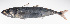  ( - LUZ-125)  @11 [ ] CreativeCommons  Attribution Non-Commercial (by-nc) (2017) Unspecified Smithsonian Institution National Museum of Natural History