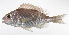  (Parascolopsis tanyactis - LUZ-134)  @11 [ ] CreativeCommons  Attribution Non-Commercial (by-nc) (2017) Unspecified Smithsonian Institution National Museum of Natural History