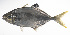  ( - LUZ-153)  @11 [ ] CreativeCommons  Attribution Non-Commercial (by-nc) (2017) Unspecified Smithsonian Institution National Museum of Natural History