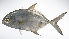  ( - LUZ-167)  @11 [ ] CreativeCommons  Attribution Non-Commercial (by-nc) (2017) Unspecified Smithsonian Institution National Museum of Natural History
