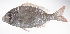  ( - LUZ-194)  @11 [ ] CreativeCommons  Attribution Non-Commercial (by-nc) (2017) Unspecified Smithsonian Institution National Museum of Natural History