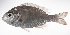  ( - LUZ-196)  @11 [ ] CreativeCommons  Attribution Non-Commercial (by-nc) (2017) Unspecified Smithsonian Institution National Museum of Natural History