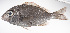  ( - LUZ-198)  @11 [ ] CreativeCommons  Attribution Non-Commercial (by-nc) (2017) Unspecified Smithsonian Institution National Museum of Natural History