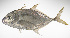  ( - LUZ-199)  @11 [ ] CreativeCommons  Attribution Non-Commercial (by-nc) (2017) Unspecified Smithsonian Institution National Museum of Natural History