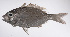  ( - LUZ-202)  @11 [ ] CreativeCommons  Attribution Non-Commercial (by-nc) (2017) Unspecified Smithsonian Institution National Museum of Natural History