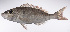  ( - LUZ-215)  @11 [ ] CreativeCommons  Attribution Non-Commercial (by-nc) (2017) Unspecified Smithsonian Institution National Museum of Natural History