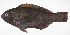  ( - LUZ-250)  @11 [ ] CreativeCommons  Attribution Non-Commercial (by-nc) (2017) Unspecified Smithsonian Institution National Museum of Natural History