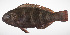  ( - LUZ-251)  @11 [ ] CreativeCommons  Attribution Non-Commercial (by-nc) (2017) Unspecified Smithsonian Institution National Museum of Natural History