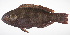  ( - LUZ-252)  @11 [ ] CreativeCommons  Attribution Non-Commercial (by-nc) (2017) Unspecified Smithsonian Institution National Museum of Natural History