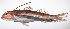  ( - LUZ-264)  @11 [ ] CreativeCommons  Attribution Non-Commercial (by-nc) (2017) Unspecified Smithsonian Institution National Museum of Natural History