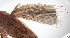 ( - LUZ-264)  @11 [ ] CreativeCommons  Attribution Non-Commercial (by-nc) (2017) Unspecified Smithsonian Institution National Museum of Natural History