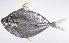  ( - LUZ-310)  @11 [ ] CreativeCommons  Attribution Non-Commercial (by-nc) (2017) Unspecified Smithsonian Institution National Museum of Natural History