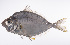  ( - LUZ-311)  @11 [ ] CreativeCommons  Attribution Non-Commercial (by-nc) (2017) Unspecified Smithsonian Institution National Museum of Natural History