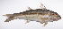 ( - LUZ-324)  @11 [ ] CreativeCommons  Attribution Non-Commercial (by-nc) (2017) Unspecified Smithsonian Institution National Museum of Natural History