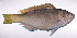  (Scarus hypselopterus - LUZ-347)  @11 [ ] CreativeCommons  Attribution Non-Commercial (by-nc) (2017) Unspecified Smithsonian Institution National Museum of Natural History