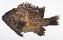  ( - LUZ-384)  @11 [ ] CreativeCommons  Attribution Non-Commercial (by-nc) (2017) Unspecified Smithsonian Institution National Museum of Natural History