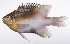  ( - LUZ-385)  @11 [ ] CreativeCommons  Attribution Non-Commercial (by-nc) (2017) Unspecified Smithsonian Institution National Museum of Natural History