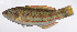  ( - LUZ-386)  @11 [ ] CreativeCommons  Attribution Non-Commercial (by-nc) (2017) Unspecified Smithsonian Institution National Museum of Natural History