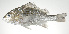  ( - PI-0083)  @11 [ ] CreativeCommons  Attribution Non-Commercial (by-nc) (2011) Unspecified Smithsonian Institution National Museum of Natural History