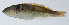  ( - PI-0306)  @11 [ ] CreativeCommons  Attribution Non-Commercial (by-nc) (2011) Unspecified Smithsonian Institution National Museum of Natural History