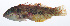  ( - RP-209)  @11 [ ] CreativeCommons  Attribution Non-Commercial (by-nc) (2012) Unspecified Smithsonian Institution National Museum of Natural History