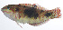  ( - RP-210)  @11 [ ] CreativeCommons  Attribution Non-Commercial (by-nc) (2012) Unspecified Smithsonian Institution National Museum of Natural History