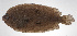  ( - PHI-068)  @11 [ ] CreativeCommons  Attribution Non-Commercial (by-nc) (2013) Unspecified Smithsonian Institution National Museum of Natural History