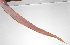  (Acanthocepola limbata - PHI-051)  @11 [ ] CreativeCommons  Attribution Non-Commercial (by-nc) (2013) Unspecified Smithsonian Institution National Museum of Natural History
