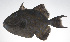  ( - PHI-021)  @11 [ ] CreativeCommons  Attribution Non-Commercial (by-nc) (2013) Unspecified Smithsonian Institution National Museum of Natural History