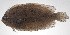  ( - PHI-079)  @11 [ ] CreativeCommons  Attribution Non-Commercial (by-nc) (2013) Unspecified Smithsonian Institution National Museum of Natural History