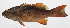  ( - PHI-237)  @11 [ ] CreativeCommons  Attribution Non-Commercial (by-nc) (2013) Unspecified Smithsonian Institution National Museum of Natural History