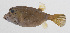  ( - PHI-220)  @11 [ ] CreativeCommons  Attribution Non-Commercial (by-nc) (2013) Unspecified Smithsonian Institution National Museum of Natural History