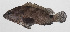  ( - PHI-219)  @11 [ ] CreativeCommons  Attribution Non-Commercial (by-nc) (2013) Unspecified Smithsonian Institution National Museum of Natural History