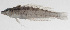  ( - PHI-388)  @11 [ ] CreativeCommons  Attribution Non-Commercial (by-nc) (2013) Unspecified Smithsonian Institution National Museum of Natural History